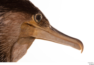 Double-crested cormorant Phalacrocorax auritus beak head 0007.jpg